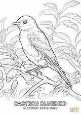 Bluebird Supercoloring 1020 sketch template