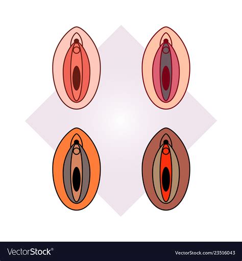 Four Multi Colored Female Genital Organs Vector Image