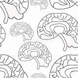 Vettore Cuciture Cervello Umano Colora Insieme Organi Corpo sketch template