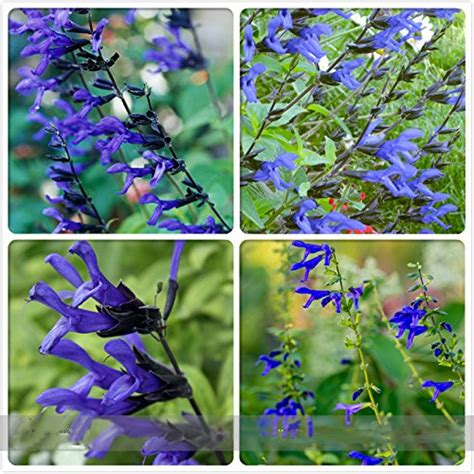 Adb Inc Black And Blue Salvia Guaranitica Sage Perennial