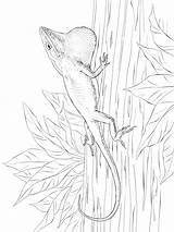 Anole sketch template