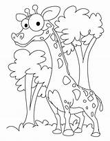 Coloring Funny Pages Giraffe Kids Printable Giraffes Print Bestcoloringpagesforkids Popular sketch template
