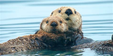 northern sea otter marine mammal commission