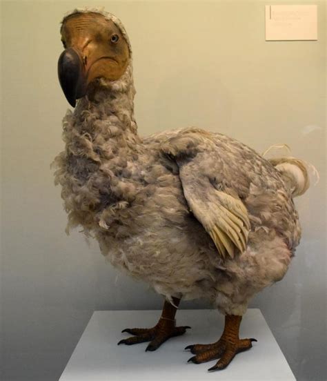 dodo animals wiki fandom