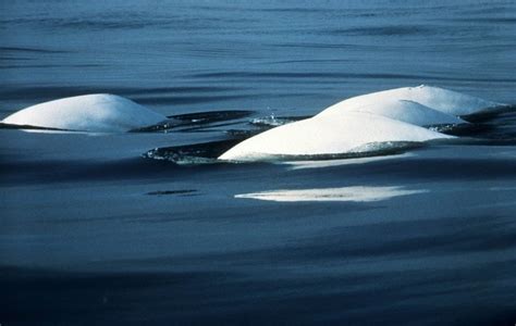 beluga whale whale and dolphin conservation usa