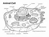 Animal Para Célula Seleccionar Tablero Cell Colorear sketch template