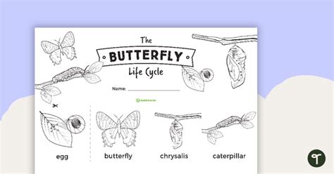 butterfly life cycle sentence strips teach starter
