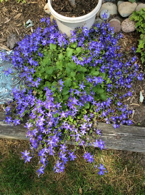 blue waterfall bellflower front yard garden front yard