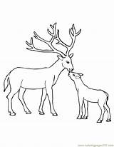 Deer Coloring Pages Kids Printable Print Drawing Baby Tailed Drawings Children Bestcoloringpagesforkids Clipart Animals Colouring Mammals Popular Clip Getdrawings Sketch sketch template