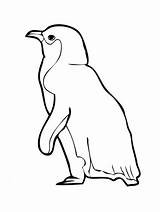 Penguins Arboreal Rodent Designlooter Clipartmag 출처 sketch template