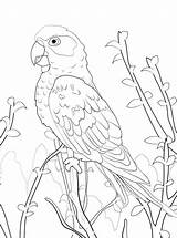 Papegaai Papagei Papegaaien Malvorlage Persoonlijke Kleurplaten sketch template