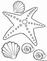 Starfish Seestern Zum Seashells sketch template