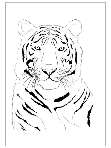 tiger coloring pages  kids preschool  kindergarten