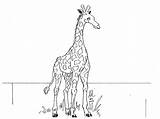 Giraffe Coloringfolder Cartoon sketch template