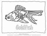 Coloring Goldfish Pages Fish Printable Outline Animal Color Collection Sheet Sheets Aquarium Book Drawing Wonderweirded Adult Library Clipart Comment Books sketch template