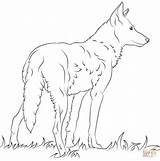 Coloring Red Pages Wolf Florida Wolfs Paper sketch template