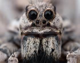 Image result for scary spider