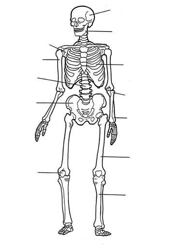 kids  funcom  coloring pages  human body skull coloring pages