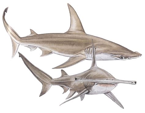 Male Shark Anatomy