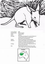Coloring Outback Australian Australia Fact Studies Animal Cultural Designlooter Austrailan Sheets Curriculum Exploration Grade Unit 331px 04kb Geography Easter Animals sketch template