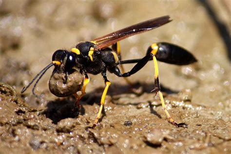 mud daubers annoying  costly pests american sport fish