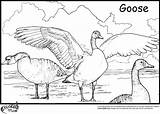 Goose Coloring Pages Geese Flying Color Printable Baby Cartoon Getcolorings Colors Team Library Clipart Popular Duck sketch template