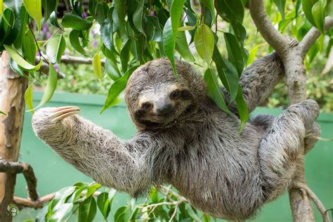 slothy sunday hanging upside    strange sloth family tree