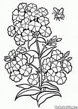 Phlox Coloring Pages Flowers Colorkid Gif sketch template