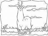 Llamas Llama sketch template