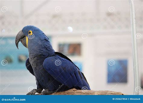 blue macaw swing stock   royalty  stock   dreamstime