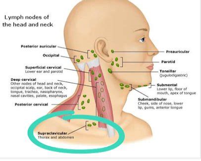 occipital lymph node   head