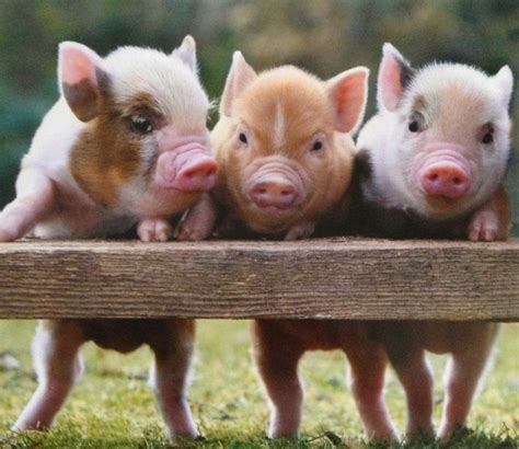 images  baby pig luv  pinterest tea cups bacon