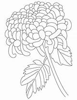 Chrysanthemum Coloring Pages Flower Drawing Henkes Kevin Chrysanthemums Color Getcolorings Getdrawings Printable Excellent sketch template