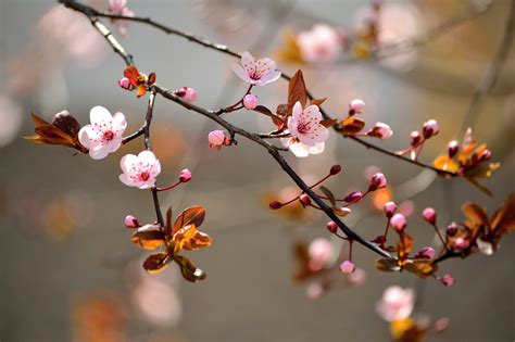 wallpaper depth  field flowers branch blossoms cherry blossom
