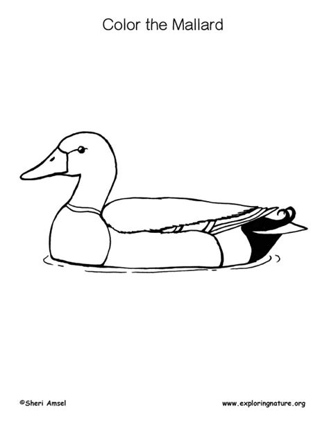mallard duck coloring nature