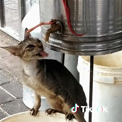 Chat  By Tiktok France Find And Share On Giphy