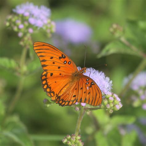 pollinator conservation btnep website