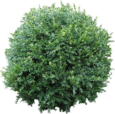 collection  shrub bushes png pluspng