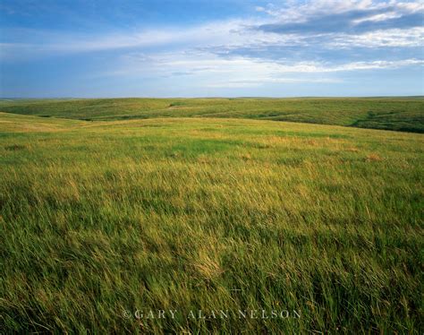 prairie grasses   horizon fort pierre national grasslands south