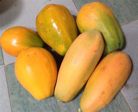 suria helang lui papayas  local delight  options