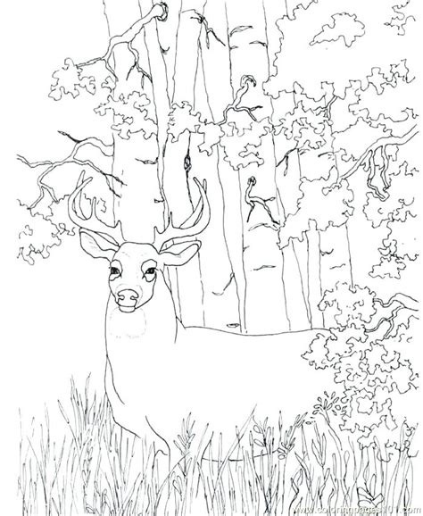 deer coloring pages printable  getcoloringscom  printable