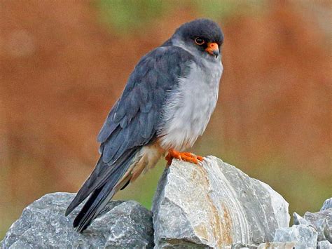 amur falcon ebird