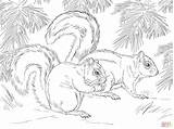 Squirrel Scoiattoli Scoiattolo Squirrels Supercoloring Matita Mammals Onlinecoloringpages sketch template