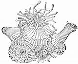 Anemone Polyp Corail Template Coloriages Polyps sketch template