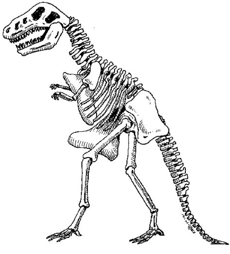 dinosaur skeleton dinosaur dinosaur skeleton dinosaur activities
