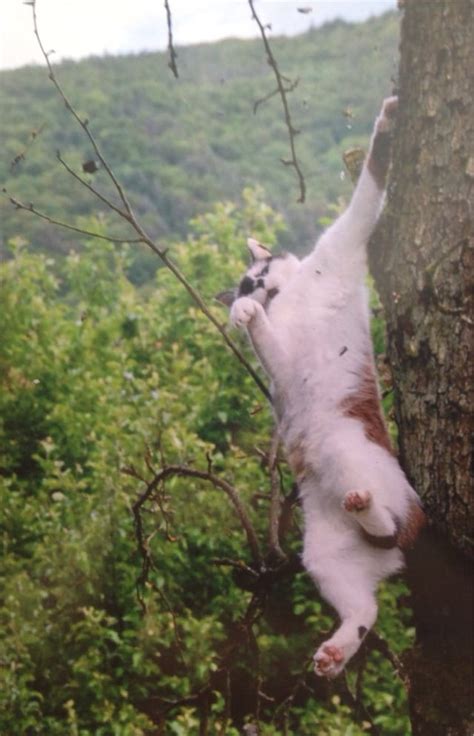 friend   picture   cat falling   tree pics