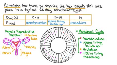 describe the 28 day menstrual cycle