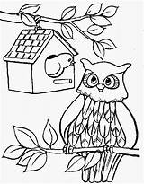 Corujas Colorir Owl Coruja Imprimir sketch template