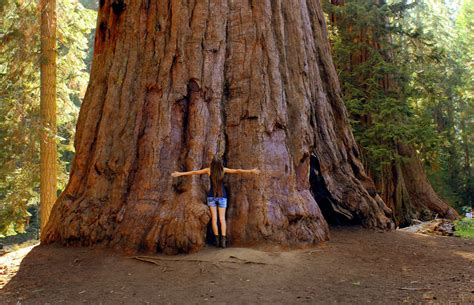 redwoods  tip top     californias big