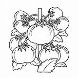 Potager Jardinage Légumes Coloriages Outils W12 Salvato Azcoloriage sketch template
